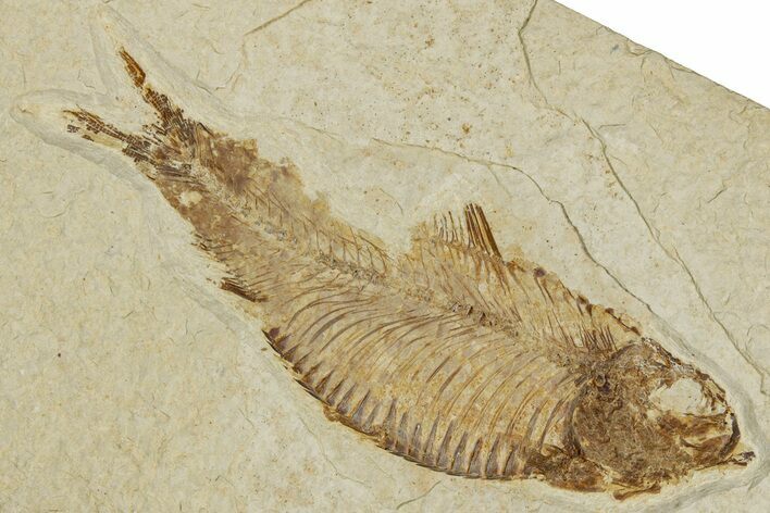 Detailed Fossil Fish (Knightia) - Wyoming #333756